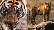 Bandhavgarh tigress Dotty dies aged about 14 from natural causes