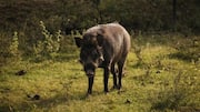 Wild boar attack in Malappuram kills P.K. Fathima, injures 3