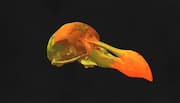 Colossal Biosciences uses AI GenoMorph to identify dodo gene targets