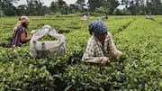 Tea Board of India launches e-auction in Kolkata Coonoor Dibrugarh