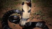 Research team develops 4-minute sensor identifying cobra and viper venom