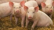 University of Minnesota revives frozen pig kidneys, transplanted into pigs