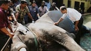 Kerala launches 1st preventive health screening for captive elephants