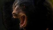 Russian teen survives Altai bear attack after phone battery explodes