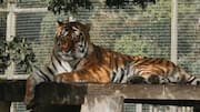 Visitor William Chapman killed by tiger at Yorkshire Wildlife Park