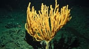 Scientists discovered a hidden bamboo coral forest in the South China Sea in May 2018