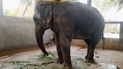 Supreme Court keeps elephant Madhuri at Nandani Math Kolhapur