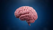 Swiss scientists find 539 lipizones with lipid brain atlas