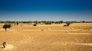 Rajasthan marks 80 tehsils in 14 districts officially drought-affected