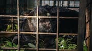 Kulathumon black panther cub trapped and sent to zoo