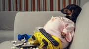 Bengaluru's 'fattest' dog contest lets locals vote for fluffiest dogs