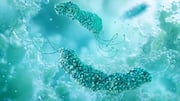 Hong Kong study suggests H. pylori behind 20% colorectal cancers