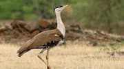 Satellite-tagged Great Indian Bustard killed by desert fox in Rajasthan