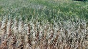 El Nino causes Telangana shortages, chief minister urges crop switch