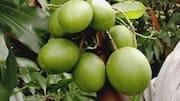 Othalanga suicide tree cerberin linked to 537 deaths in Kerala