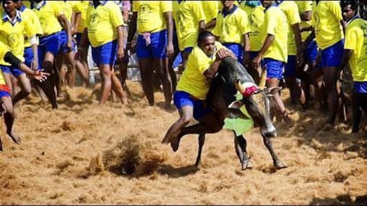 Is Jallikattu a sport?