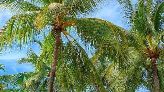 Coconut: a tree or a 'palm'?