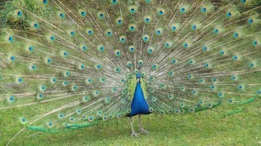Peacock dances its way into a political row