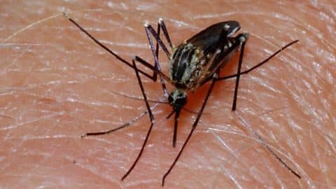 Bangladesh confirms first Zika case Bangladesh confirms first Zika case