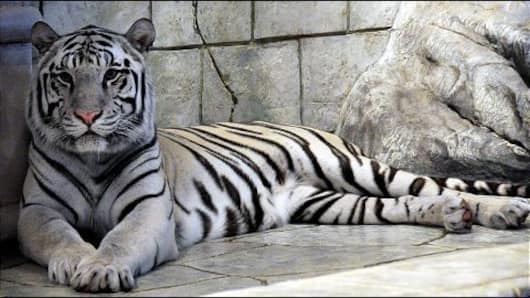 The Exotic White Tiger