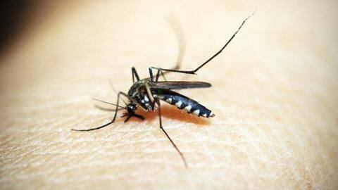 Dengue, chikungunya alert: Diseases may hit Delhi earlier this year Dengue, chikungunya alert: Diseases may hit Delhi earlier this year