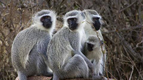 Like humans, female monkeys hesitant to trust male counterparts Like humans, female monkeys hesitant to trust male counterparts