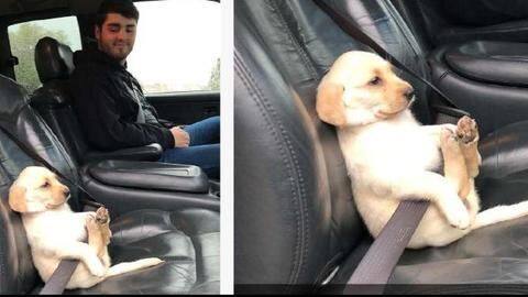 Mumbai Police teaches road safety with cute puppy in seatbelt Mumbai Police teaches road safety with cute puppy in seatbelt