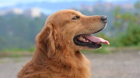 China: Dog steals man's wallet and our hearts! China: Dog steals man's wallet and our hearts!