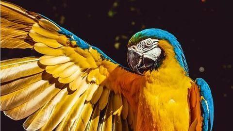 Leave me alone! Cranky parrot says 'f**k off' to rescuer Leave me alone! Cranky parrot says 'f**k off' to rescuer