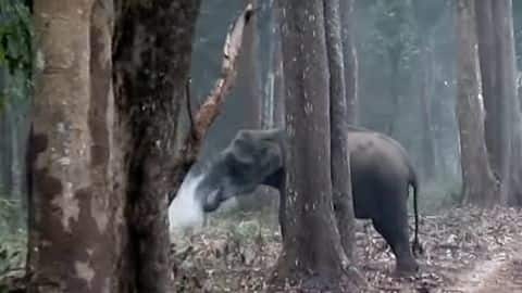 Karnataka's 'smoking' elephant scorches internet, baffles wildlife experts Karnataka's 'smoking' elephant scorches internet, baffles wildlife experts