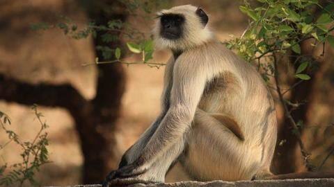 Vietnam: Six kill, eat langur; live-stream act on Facebook Vietnam: Six kill, eat langur; live-stream act on Facebook