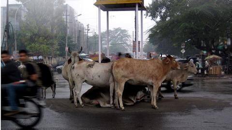 Mumbai: 76-year-old jailed for keeping his cattle unsheltered during 2013-deluge Mumbai: 76-year-old jailed for keeping his cattle unsheltered during 2013-deluge