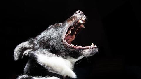 Madhya Pradesh: Dog proves loyalty, rescues 14-year-old from rapists' clutches Madhya Pradesh: Dog proves loyalty, rescues 14-year-old from rapists' clutches