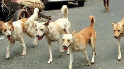 SC to examine plea against stray dog culling in Karnataka SC to examine plea against stray dog culling in Karnataka