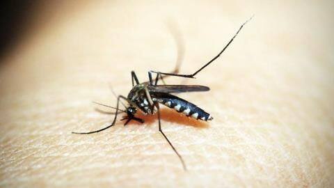 Delhi affected by malaria: 324 cases reported so far Delhi affected by malaria: 324 cases reported so far
