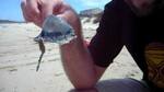 Global warming behind spike in bluebottles' number
