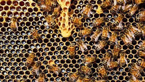 Bengaluru: Two men die of bee sting waiting for doctor Bengaluru: Two men die of bee sting waiting for doctor