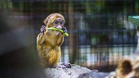Mumbai: Two monkeys, being forced to beg, rescued Mumbai: Two monkeys, being forced to beg, rescued