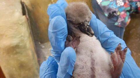 Mumbai: India's first penguin born on Independence Day Mumbai: India's first penguin born on Independence Day