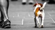 Delhiites, clean up your dog poop or pay fine