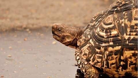 Largest seizure in Mumbai: Woman held for smuggling 523 tortoises Largest seizure in Mumbai: Woman held for smuggling 523 tortoises