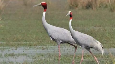 Environmentalists criticize the Draft Wetland Rules 2016 Environmentalists criticize the Draft Wetland Rules 2016