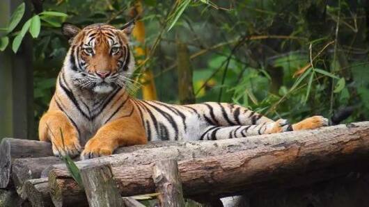 Hopes revived for tiger conservationists
