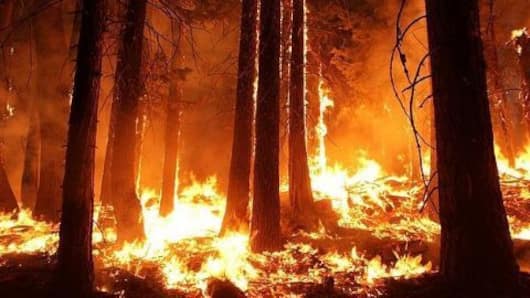 Uttarakhand's forests on fire