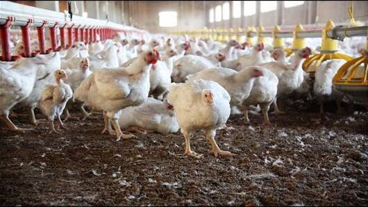 Massive bird flu scare in India