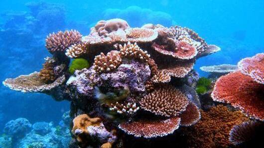 Coral Bleaching in Great Barrier Reef