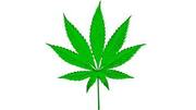 Research shows marijuana helps slow down plaque build-up