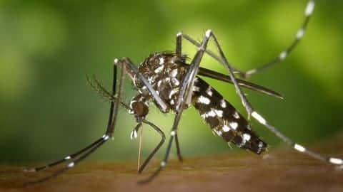 131 malaria cases reported in Delhi this season 131 malaria cases reported in Delhi this season