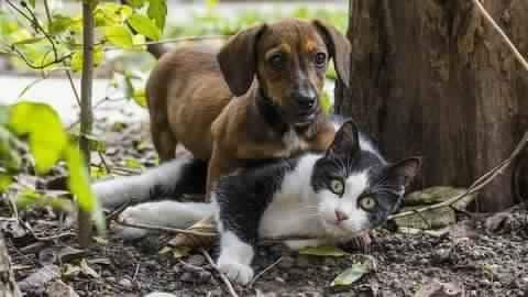 US House votes to ban eating of dogs and cats US House votes to ban eating of dogs and cats