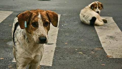 Stray dogs maul a toddler to death in Chandigarh Stray dogs maul a toddler to death in Chandigarh